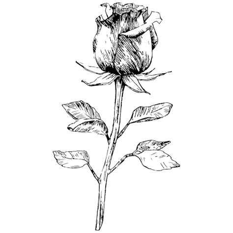 Premium Vector | Rose flower.