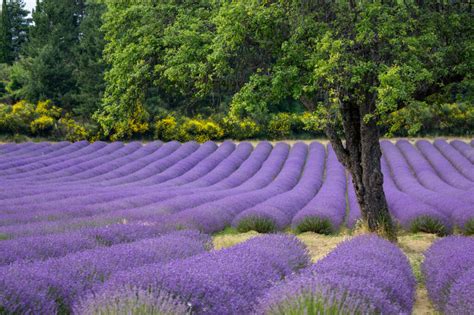 Best Lavender Fields of Provence, France - 2021 Guide!