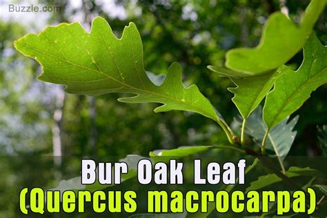 Oak Tree Leaf Identification Has Never Been Easier Than This Tree ...