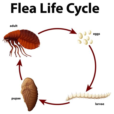 How to get rid of fleas naturally & without chemicals