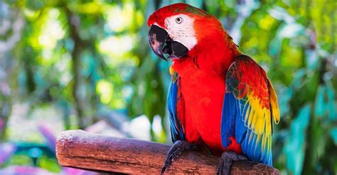 Scarlet Macaws: National Bird of Honduras - A-Z Animals