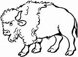 Free Buffalo And Bison Coloring Pages sketch template