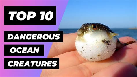 Top 10 Most Dangerous Ocean Creatures In The World | 1 Minute Animals ...