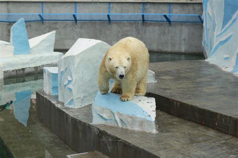 Russian Polar Bear in a Novosibirsk Zoo Stock Photo - Image of bear ...