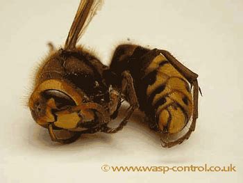 European Hornet (Vespa Crabro) Life Cycle