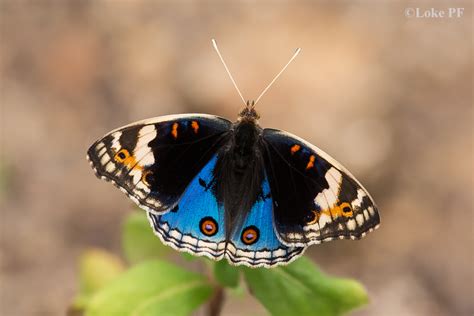 Butterflies of Singapore: Random Gallery - Blue Pansy