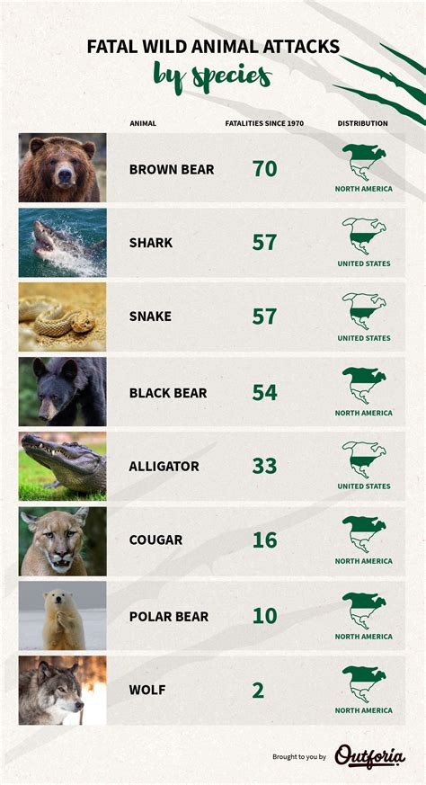 Animal Attacks: The Most Deadly Animals In North America