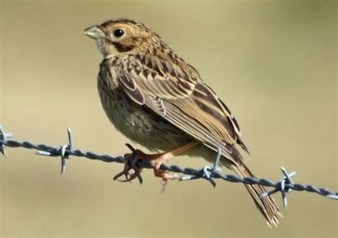 Corn bunting facts, song, habitat, food, nesting - Game and Wildlife Conservation Trust