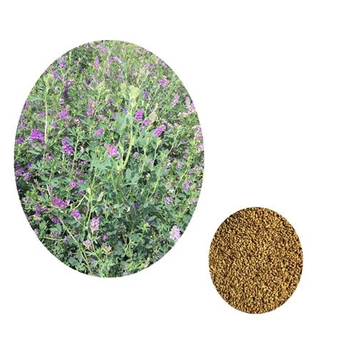 alfalfa seeds for sprouting Lucern Seeds Alfalfa Grass Seeds,South ...