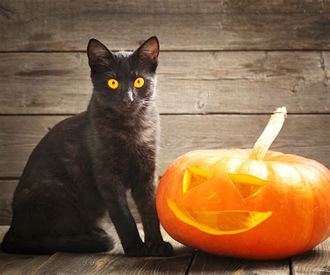 Why Are Black Cats Associated with Halloween? | Hartz