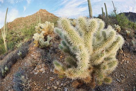 Sonoran Desert Cacti | Sonoran desert, Desert cactus, Plants