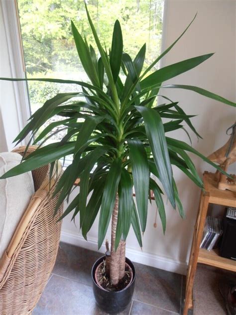 Yucca tropical indoor plant. | in Yelverton, Devon | Gumtree