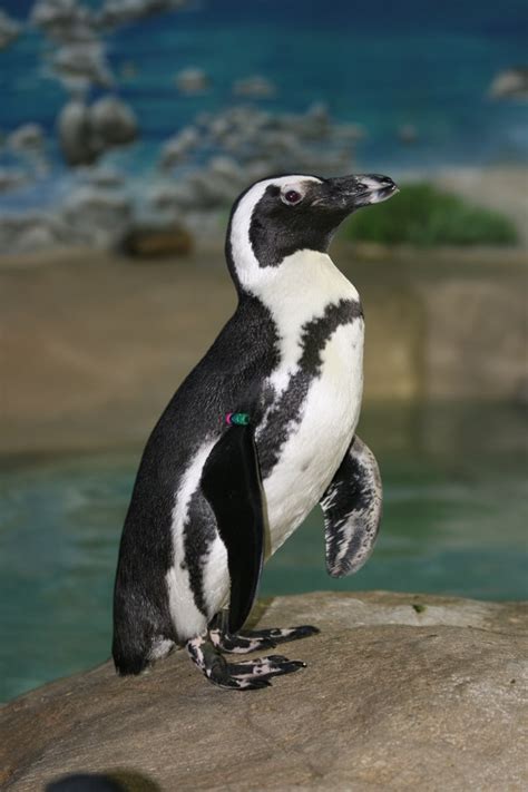 Penguin: Captain Jack | Aquarium