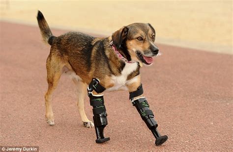 Tara the dog fitted with prosthetic legs after Safe Rescue for Dogs raises £3k | Daily Mail Online