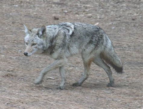 Albino Coyote