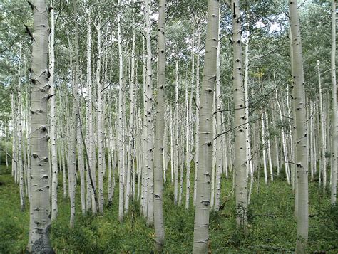 Aspen Trees by Gary Colet Photography