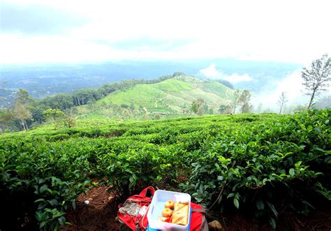 Tea Estate walking in Haputale | Tea Estate Bungalows in Haputale | Trekking in Haputale