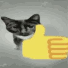 Thumbsup Cat GIFs | Tenor