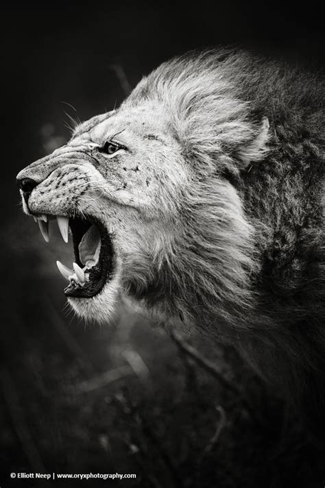 lion roaring side profile - Google Search | Lions photos, Lion images ...