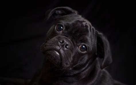 Black Dog HD Wallpapers - Wallpaper Cave