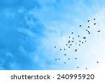 Sun and sky with birds and clouds image - Free stock photo - Public ...