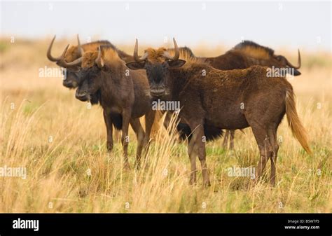 black wildebeest herd Stock Photo - Alamy