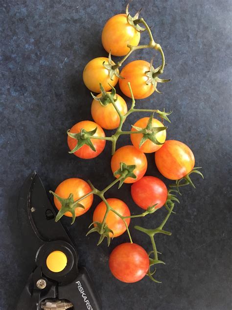 My biggest harvest off our cherry tomato plant. : r/gardening