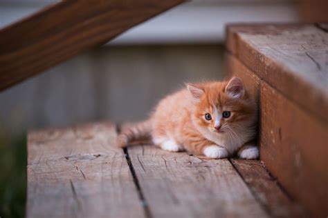 Kitten Cute Wallpaper,HD Animals Wallpapers,4k Wallpapers,Images,Backgrounds,Photos and Pictures