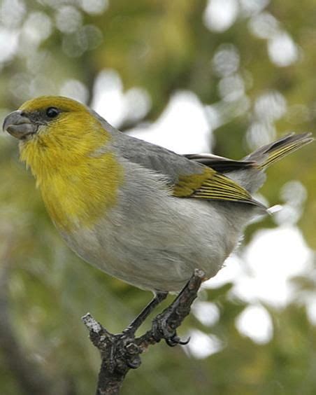 Palila, a rare Hawaiian bird | © Jack Jeffrey | World birds, Wild birds, Bird species