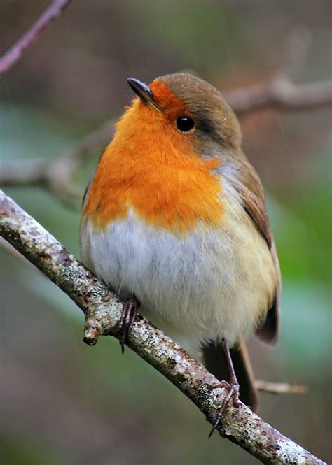 Christmas Robin | Animals, Pet birds, Beautiful birds