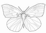 Butterfly Drawing Draw Beginners Easy Sketch Drawingforall Drawings  sketch template