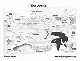 Arctic tundra Coloring Page 588051 sketch template