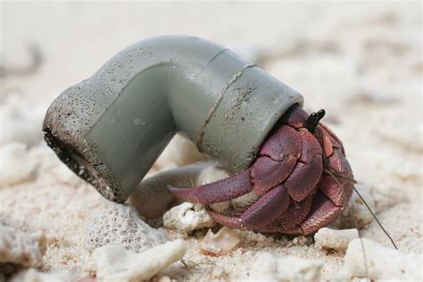 Most land hermit crab species now use plastic trash for shells - The ...