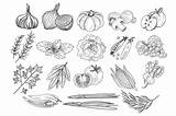 Spices Coloring Pages sketch template