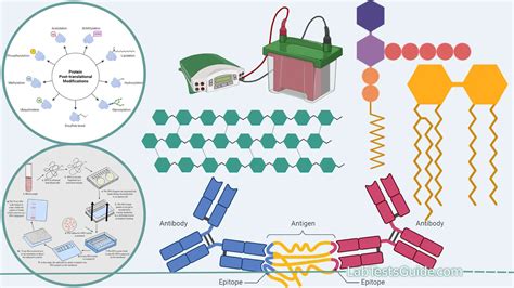 Eastern Blotting: Purpose, Principles, Procedure, Result Interpretation ...