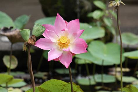 Lotus flower 7003 by fa-stock on DeviantArt