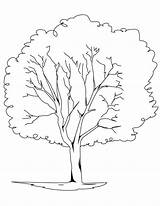 Oak Tree Coloring Page At GetColoringscom  Free Printable Colorings sketch template