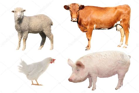 Livestock Numbers - ABC Books