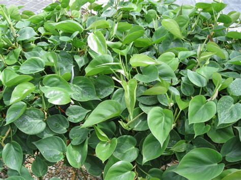 Plant Daddy: Heartleaf Philodendron.....small, medium and large......