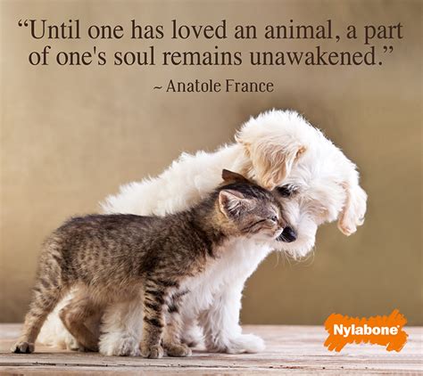 27 Inspirational Dog Quotes about Life and Love