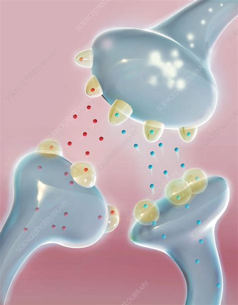 Pain Receptors, Illustration - Stock Image - C043/2732 - Science Photo Library