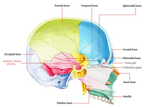 Anterior Clinoid Process – Earth's Lab