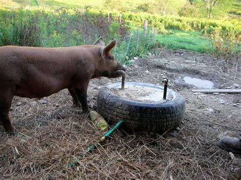 Even pigs like them. | Cría de cerdos, Criadero de cerdos, Cerdos mascotas