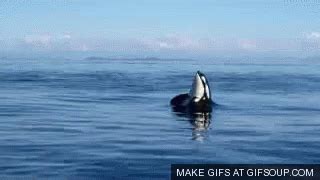 Whale Orca GIF - Whale Orca Jumping - Discover & Share GIFs