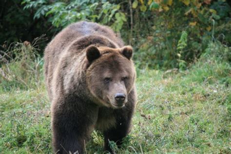 Wildlife tracking and hiking in Romania - Romanian Friend