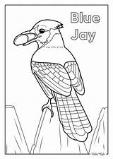 Blue Jay Coloring Pages Free Printable PDFs  WakeTheKids sketch template