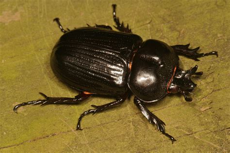 BEETLES OF EASTERN NORTH AMERICA: TRICERATOPS BEETLE | Beetles and Insects