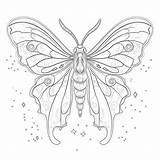 Luna Moth Coloring Page  Coloring Pages Mimi Panda sketch template