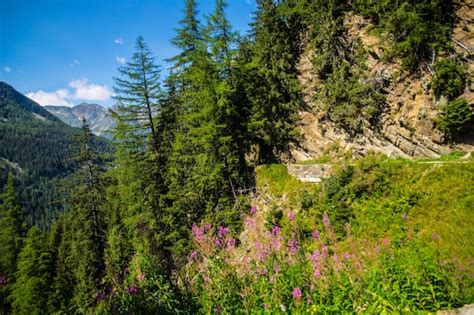 Premium Photo | Landscape of the alps in switzerland in summer