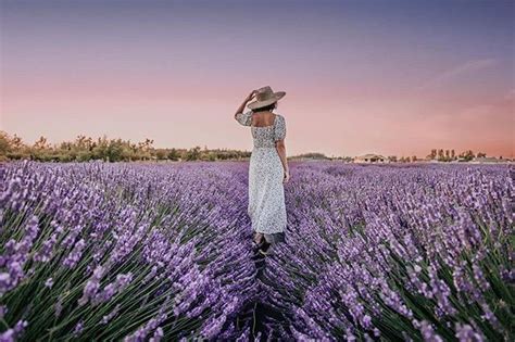 This year's Sequim lavender festival was a dream. Did you make it out this year? If you missed ...